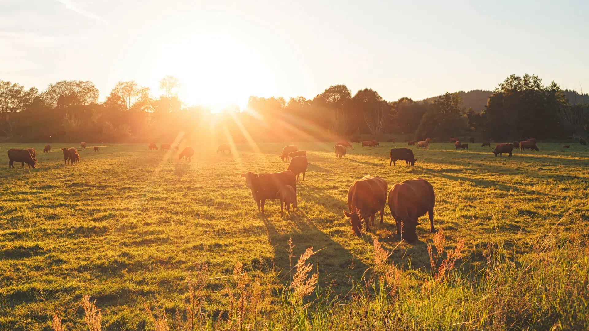 Kühe grasen auf einer sonnigen Wiese bei Sonnenuntergang.