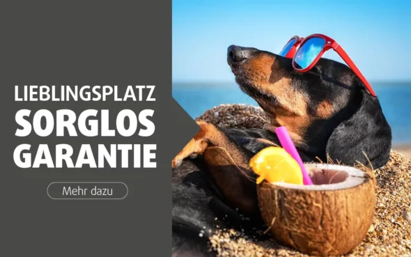 Hund am Strand mit Sonnenbrille und Kokosbecher.
