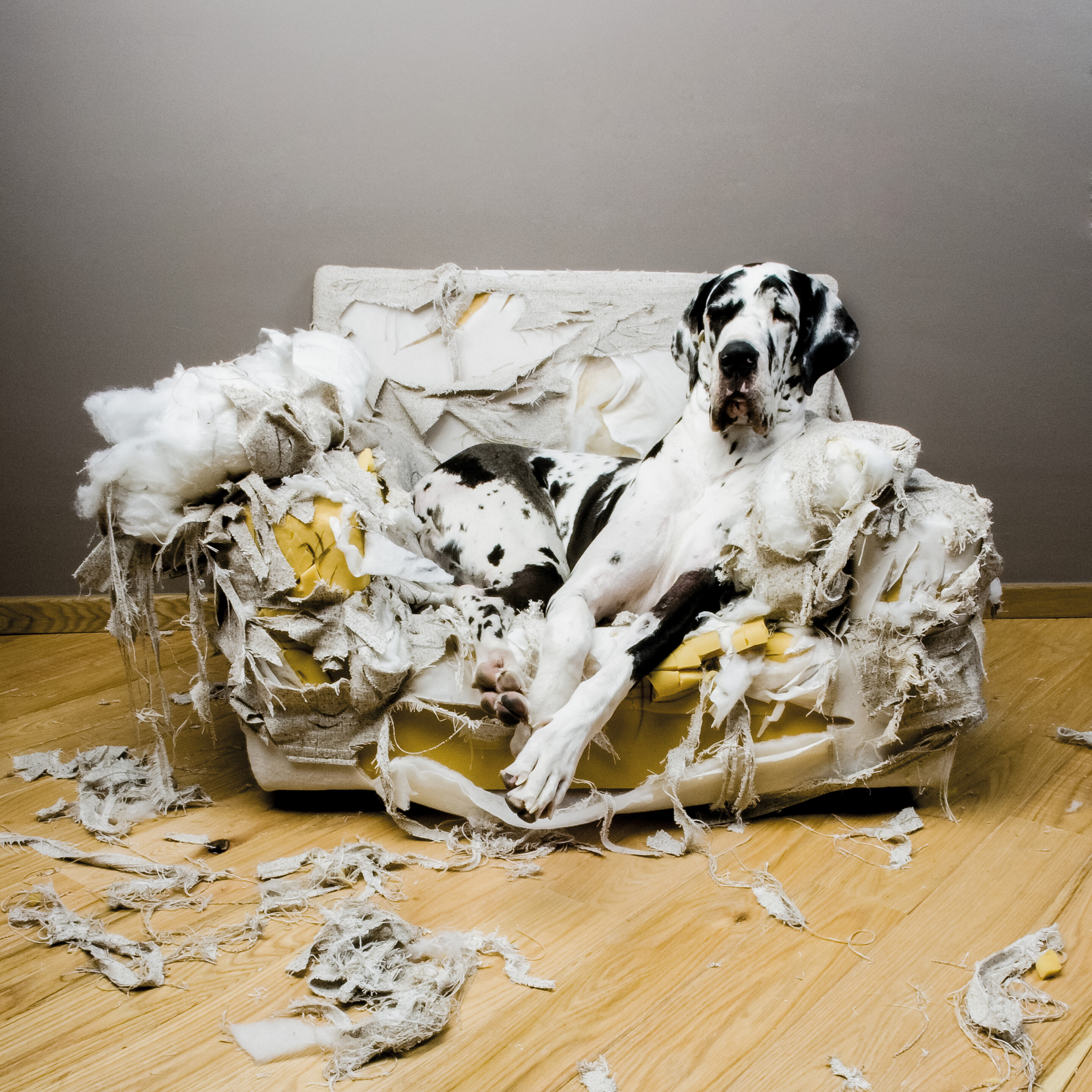 Hund in zerstörter Umgebung