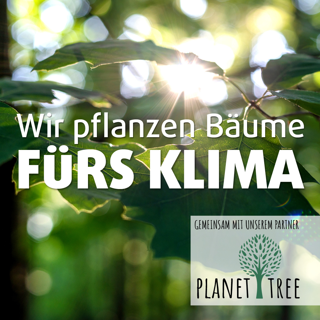 Grüne Blätter, Sonnenstrahlen, Baumpflanzung fürs Klima.