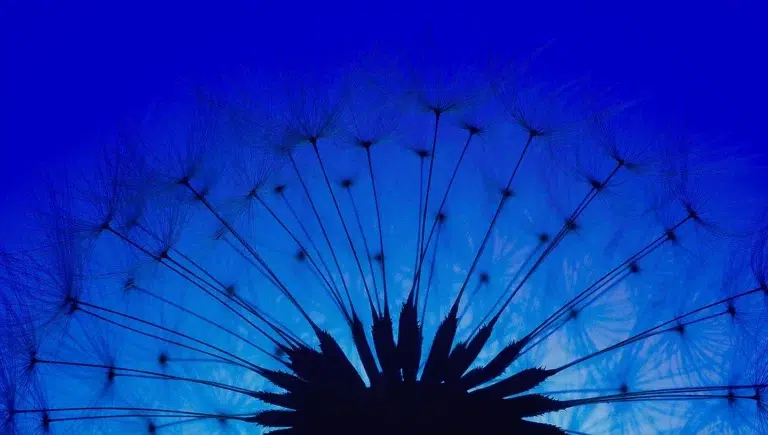 Blaue Pusteblumensilhouette gegen den Himmel.