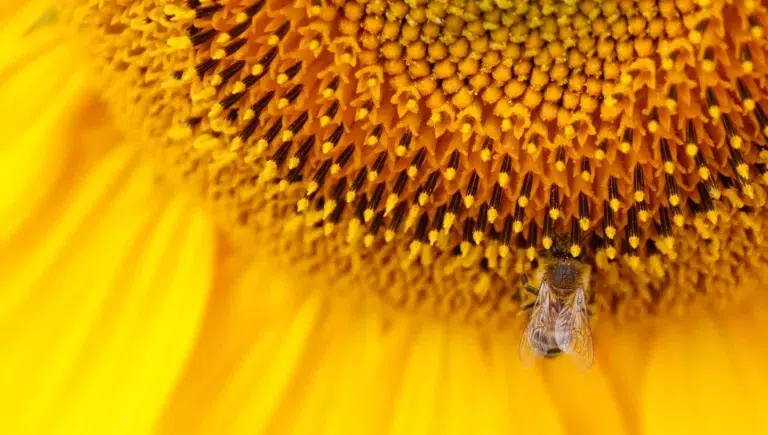 Detaillierte gelbe Sonnenblume mit einer Biene.