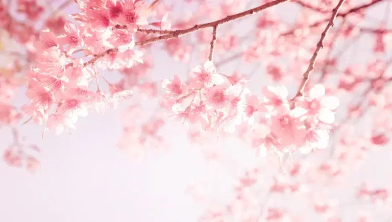 Blühende rosa Kirschblüten auf einem Baum.