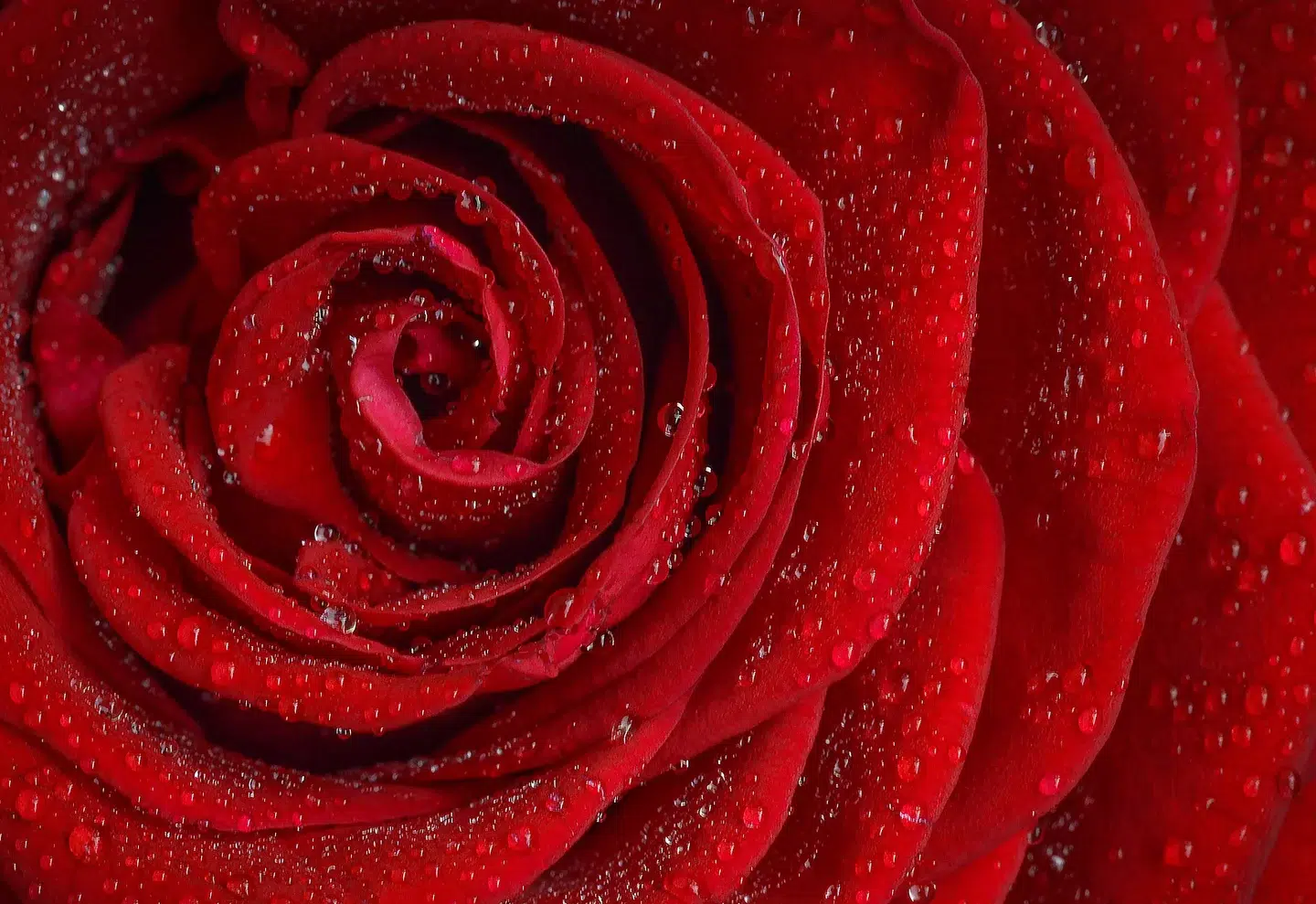 Blühende rote Rose voller Tropfen