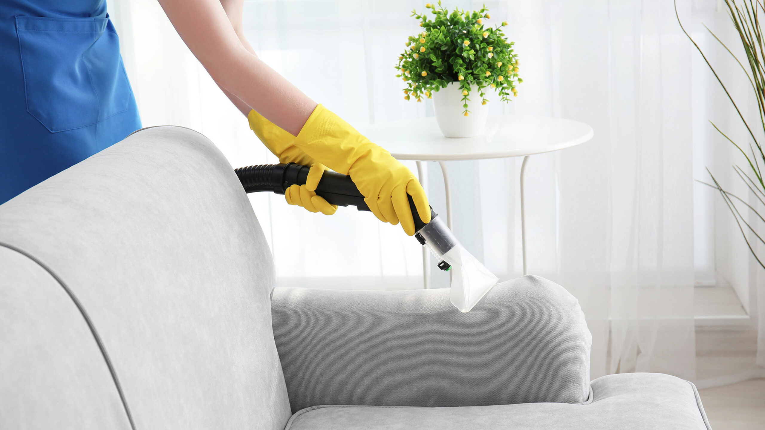 Handschuhe reinigen Couch im Zimmer mit Blumentopf.